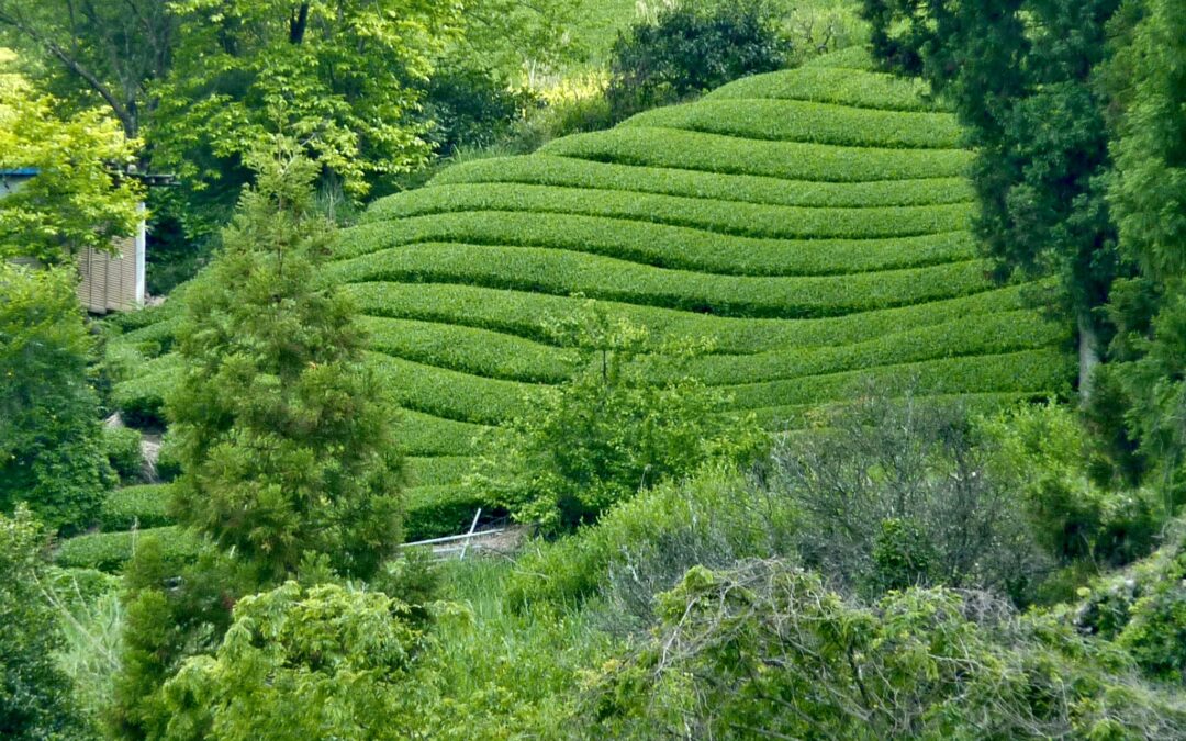 Le thé et les limites de l’agriculture biologique